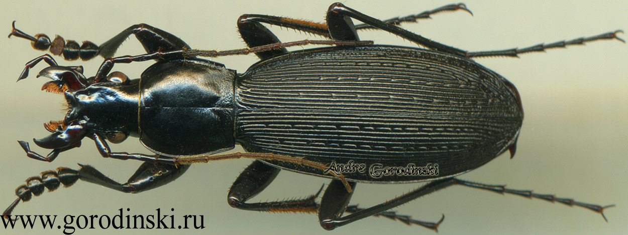 http://www.gorodinski.ru/carabus/Apotomopterus delavayi patrikeevi.jpg